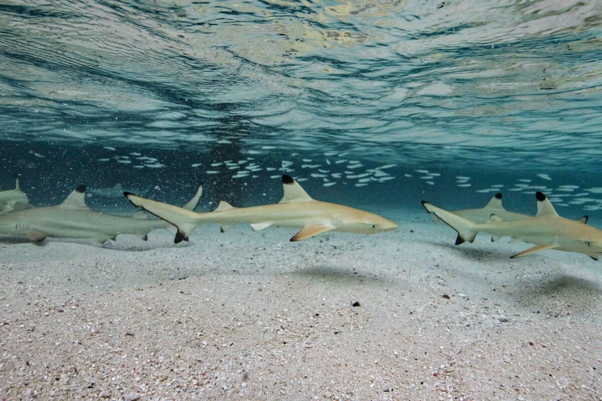 In East Java, social media push against Indonesia shark & ray trade lacks bite